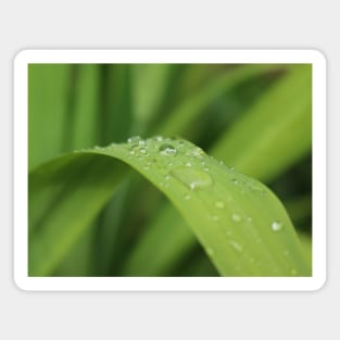 Grass leaf with focus on one rain drop Magnet